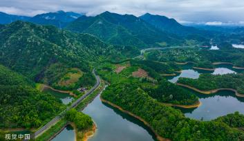 浙江淳安千年桐花竞相绽放 漫山遍野