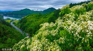 浙江淳安千年桐花竞相绽放 漫山遍野