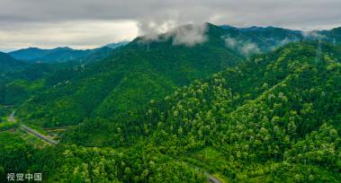 浙江淳安千年桐花竞相绽放 漫山遍野