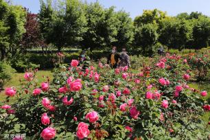 天津植物资源库月季开放 姹紫嫣红满园芬芳