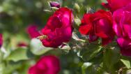 济南：初夏五月数万朵玫瑰花盛开
