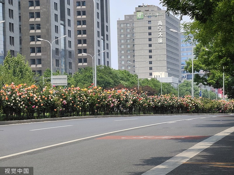 北京：德胜门外大街月季花盛开