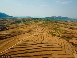 山东日照：航拍南湖梯田 犹如大地“指纹”