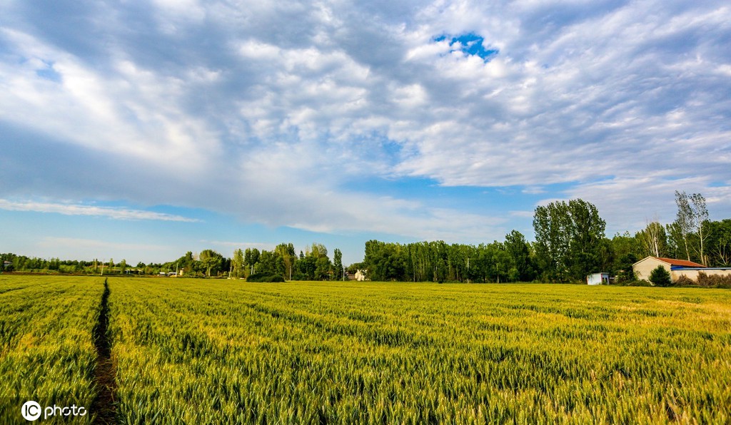 邯郸万顷麦海趋熟 接壤云涛若画