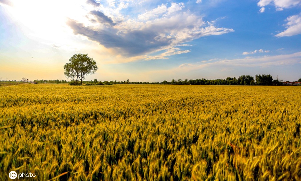邯郸万顷麦海趋熟 接壤云涛若画
