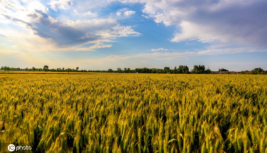 邯郸万顷麦海趋熟 接壤云涛若画