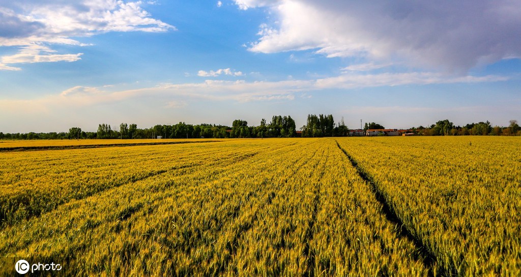 邯郸万顷麦海趋熟 接壤云涛若画