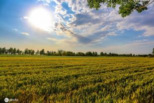 邯郸万顷麦海趋熟 接壤云涛若画