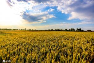 邯郸万顷麦海趋熟 接壤云涛若画