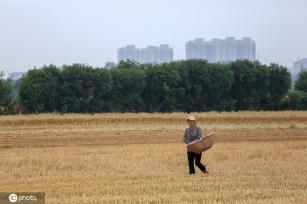 初夏时节 湖北襄阳农事忙