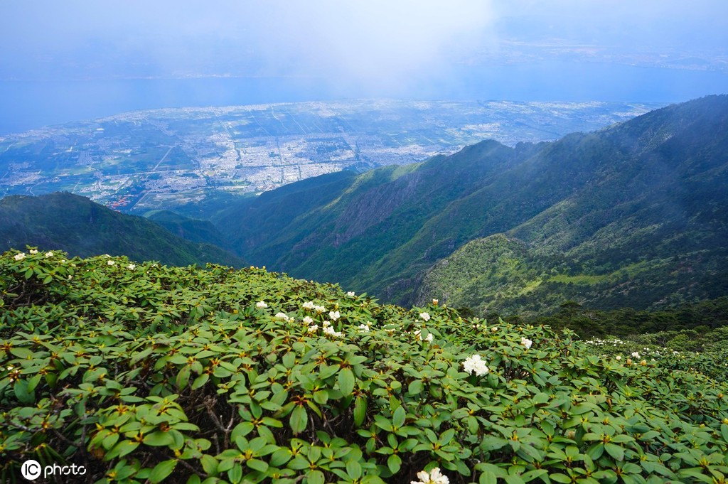 云南大理苍山杜鹃花开 壮美如画