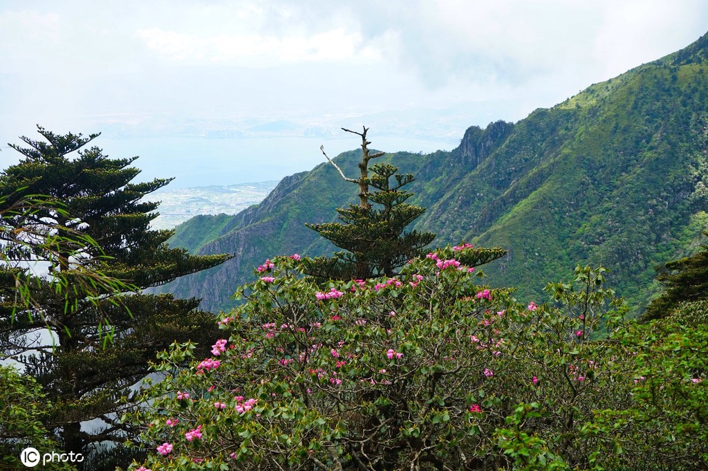 云南大理苍山杜鹃花开 壮美如画