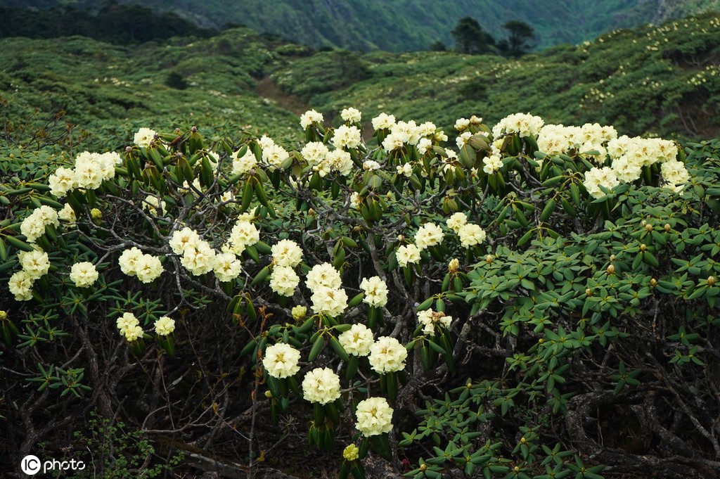 云南大理苍山杜鹃花开 壮美如画