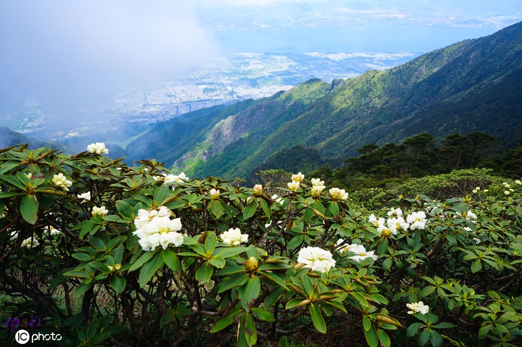 云南大理苍山杜鹃花开 壮美如画