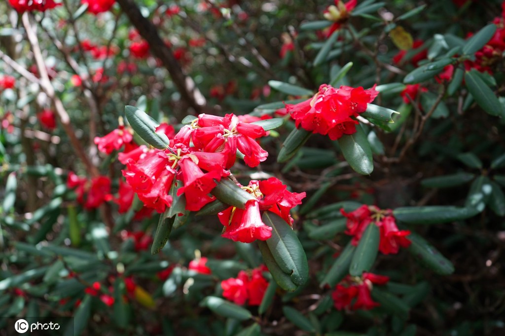云南大理苍山杜鹃花开 壮美如画