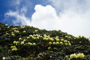 云南大理苍山杜鹃花开 壮美如画