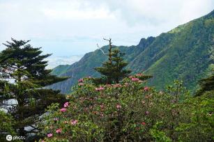 云南大理苍山杜鹃花开 壮美如画