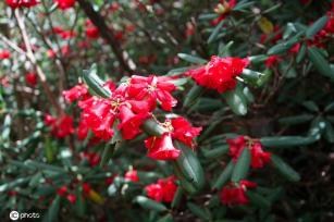 云南大理苍山杜鹃花开 壮美如画