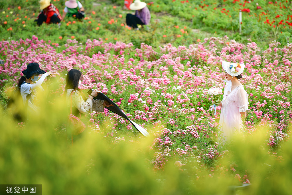 郑州百亩月季吸引游客