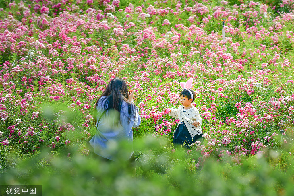 郑州百亩月季吸引游客