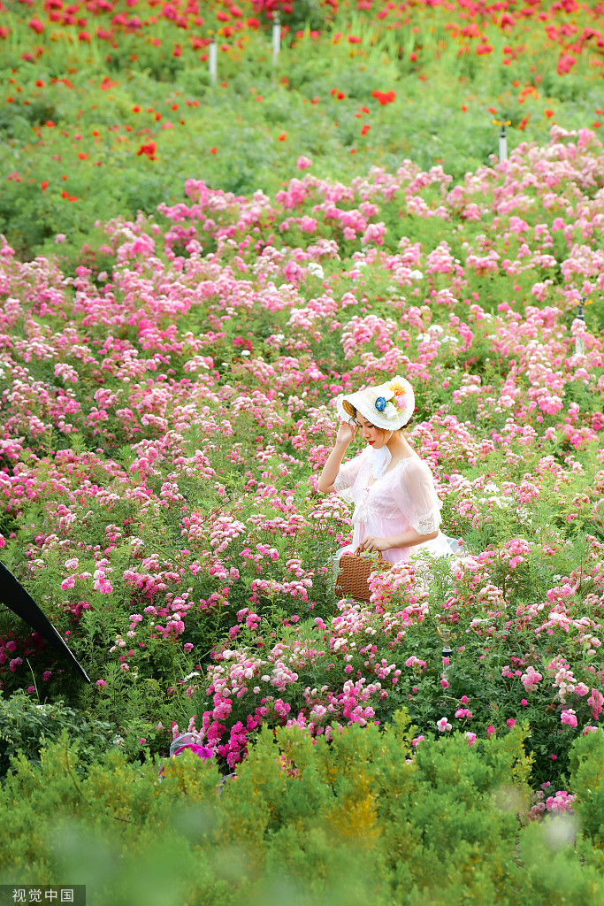 郑州百亩月季吸引游客