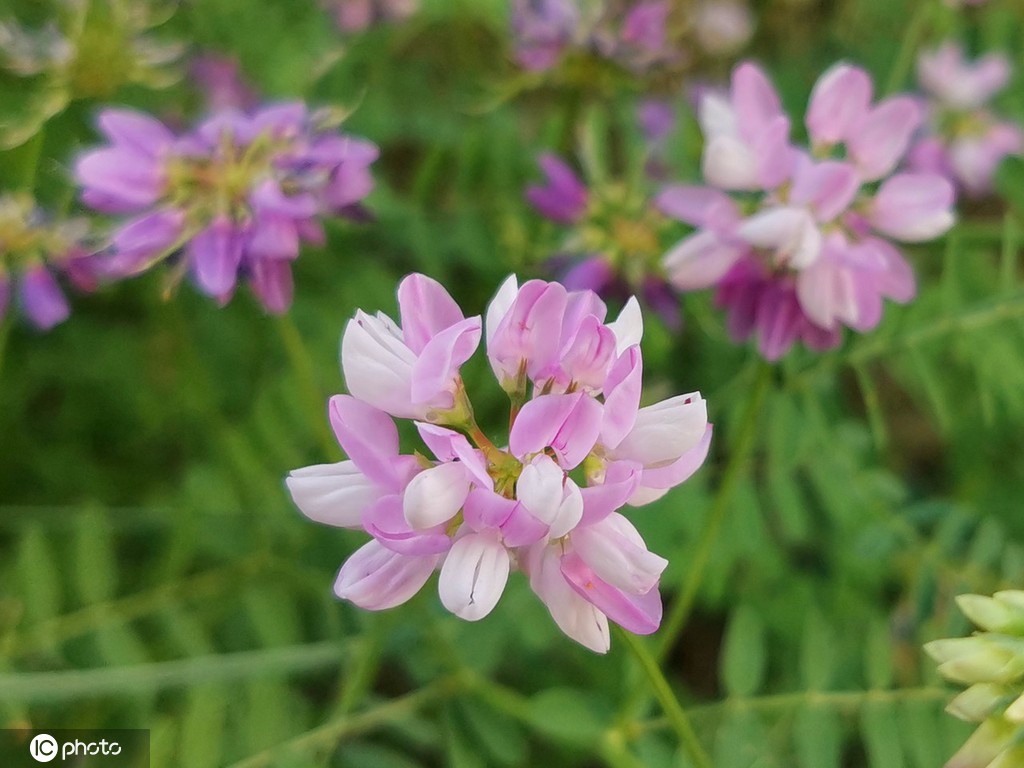 芒种将至 北京街头小冠花盛开景致美