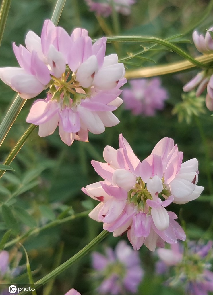 芒种将至 北京街头小冠花盛开景致美