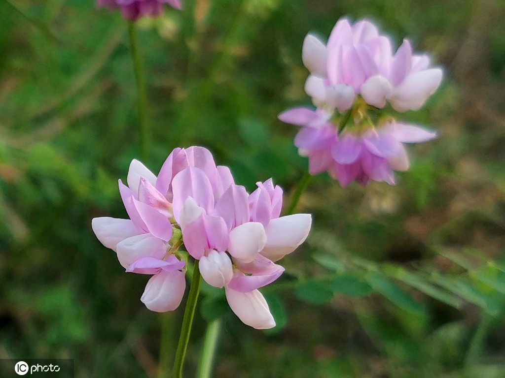 芒种将至 北京街头小冠花盛开景致美