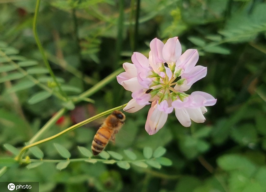 芒种将至 北京街头小冠花盛开景致美