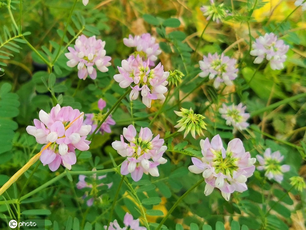 芒种将至 北京街头小冠花盛开景致美