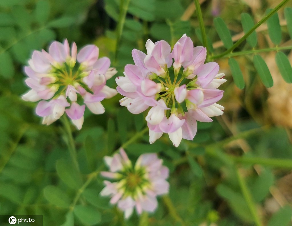 芒种将至 北京街头小冠花盛开景致美