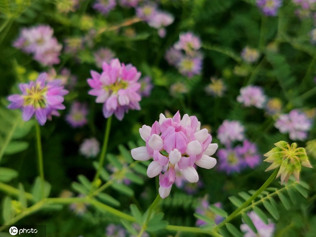 芒种将至 北京街头小冠花盛开景致美