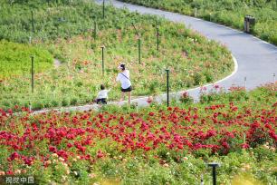 郑州百亩月季吸引游客