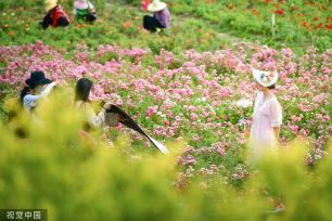 郑州百亩月季吸引游客