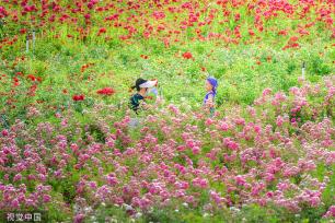 郑州百亩月季吸引游客