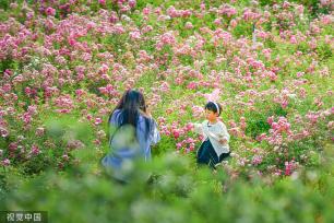 郑州百亩月季吸引游客
