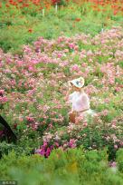 郑州百亩月季吸引游客