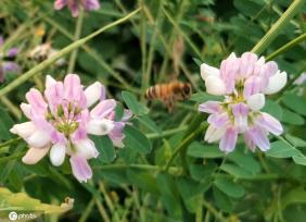 芒种将至 北京街头小冠花盛开景致美
