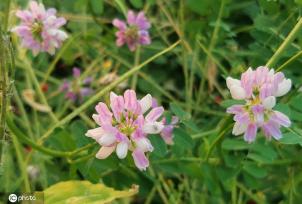 芒种将至 北京街头小冠花盛开景致美