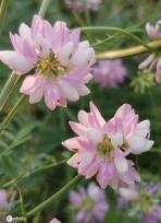 芒种将至 北京街头小冠花盛开景致美