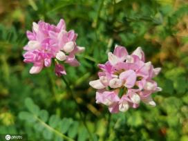 芒种将至 北京街头小冠花盛开景致美