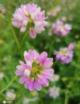芒种将至 北京街头小冠花盛开景致美