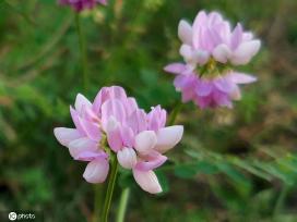 芒种将至 北京街头小冠花盛开景致美