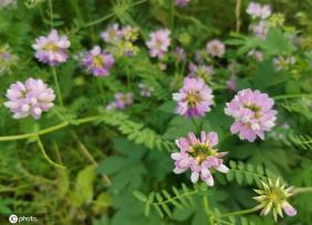 芒种将至 北京街头小冠花盛开景致美