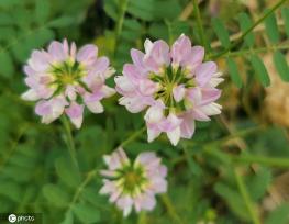 芒种将至 北京街头小冠花盛开景致美