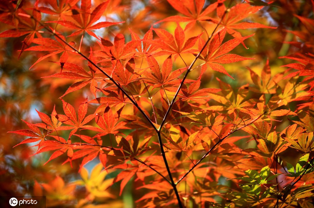 端午将至 江苏淮安百年园林枫叶红似火