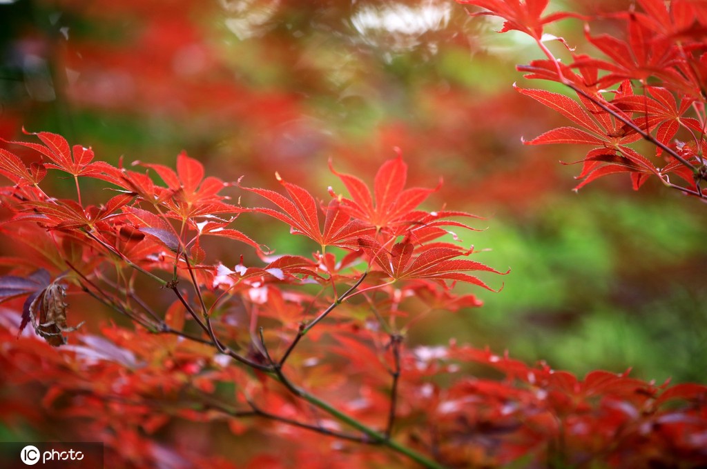 端午将至 江苏淮安百年园林枫叶红似火