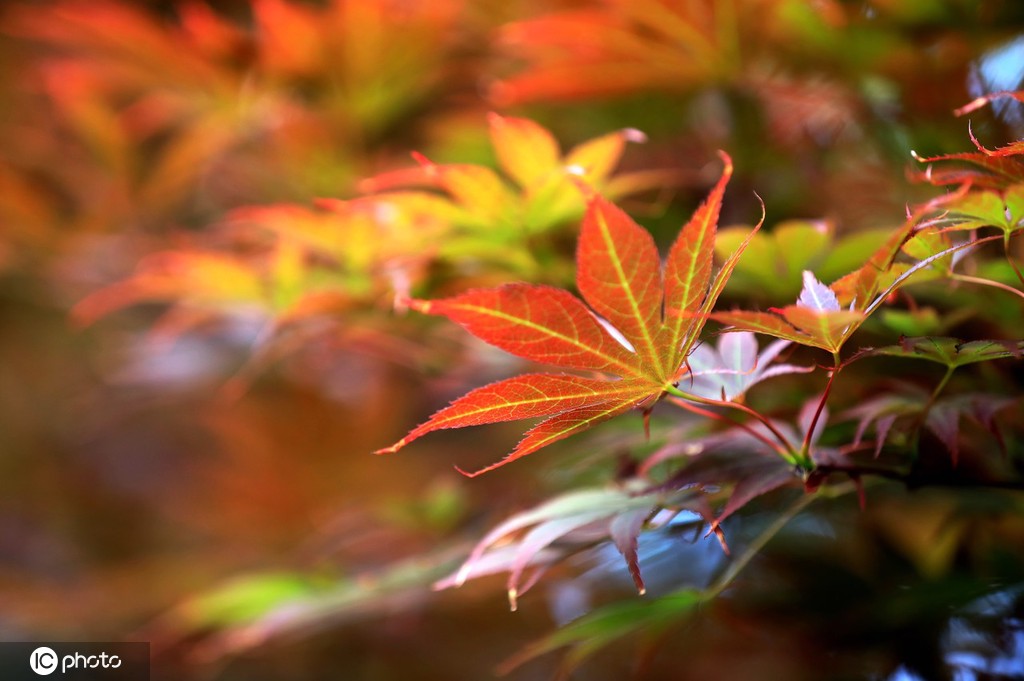 端午将至 江苏淮安百年园林枫叶红似火