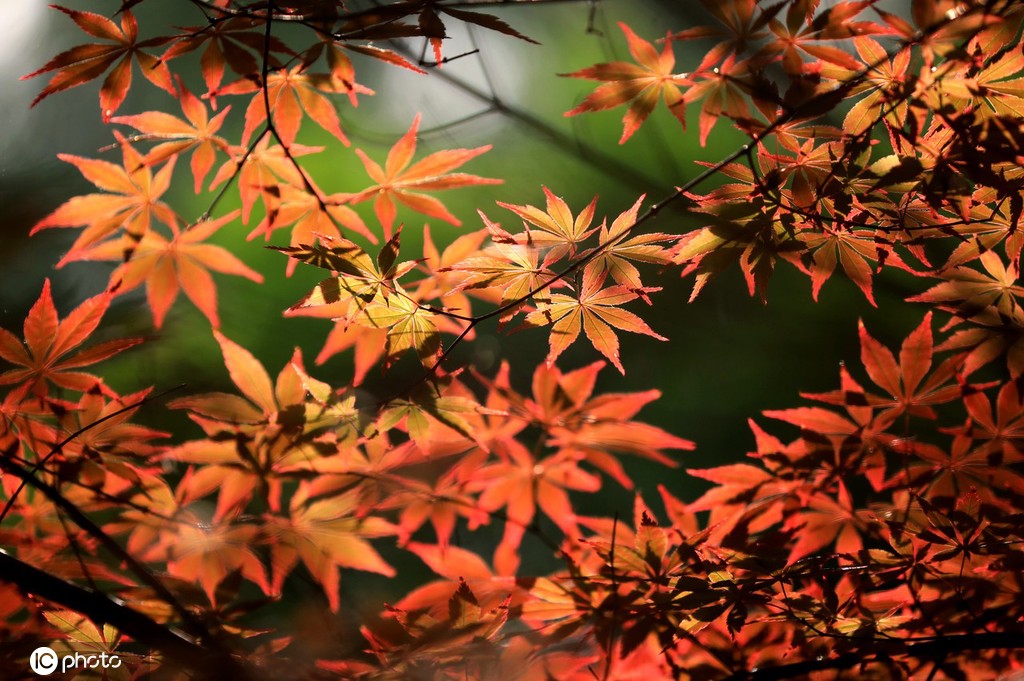 端午将至 江苏淮安百年园林枫叶红似火