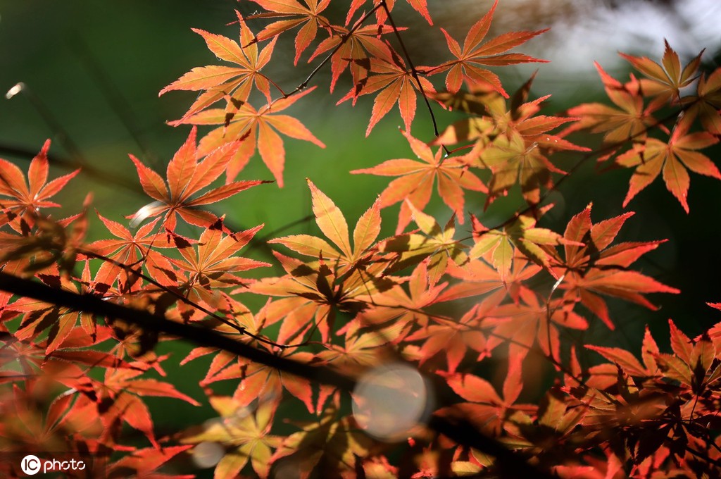 端午将至 江苏淮安百年园林枫叶红似火